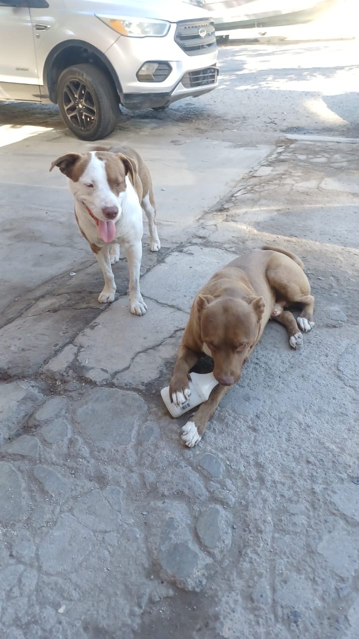 Perros guardianes del taller El Pelón