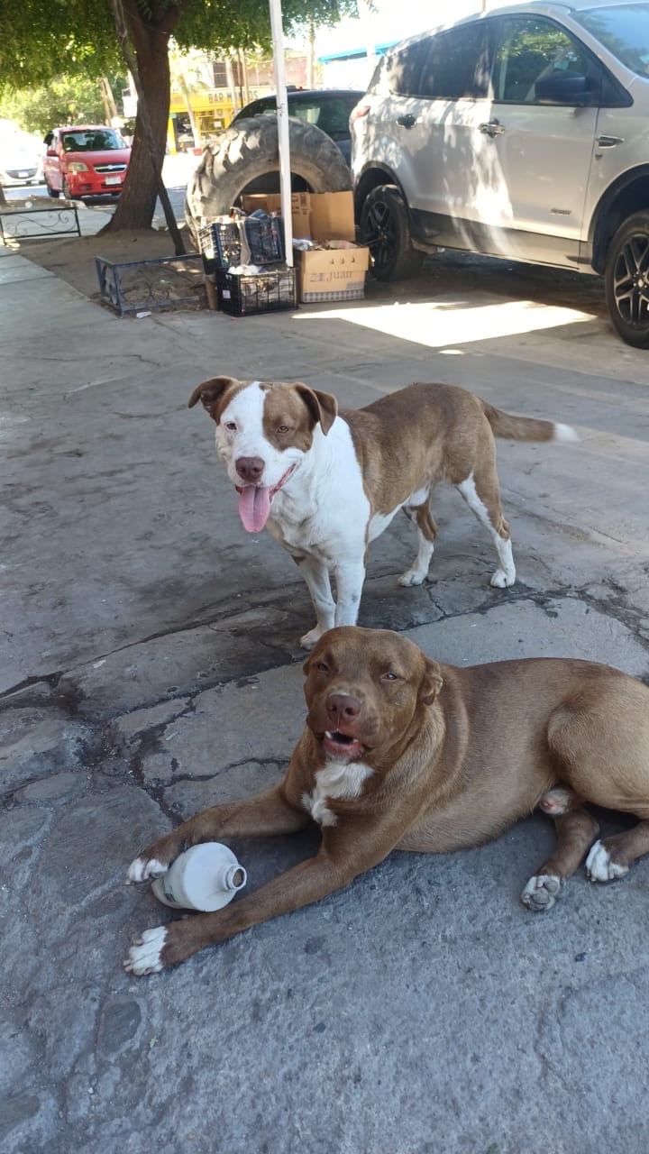 Perros del taller descansando